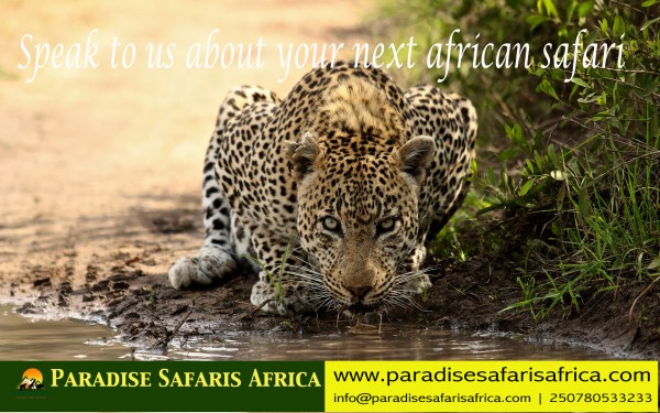 1525169394-39-paradise-safaris-africa